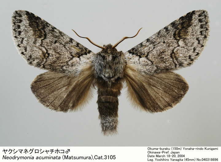 シャチホコ Neodrymonia acumianta